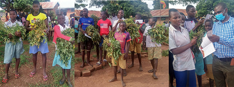 Vine Distribution through Schools