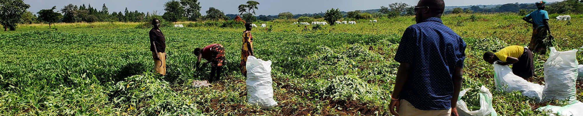 Sweetpotato Adoption and Return on Investment Study, Amuria District