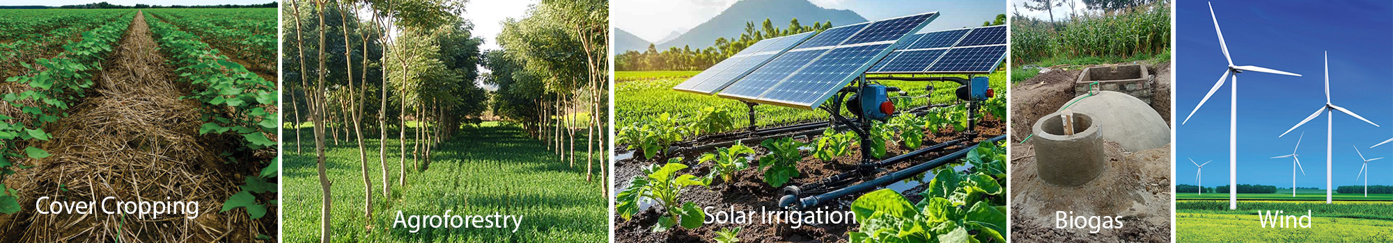 Bean Study in Uganda 2025