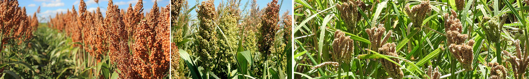 Sorghum - Millet Composite Flour Study in Uganda 2026